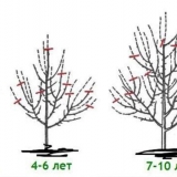 Kako orezati hurmašice u jesen i proljeće